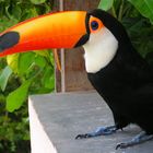 Tucano