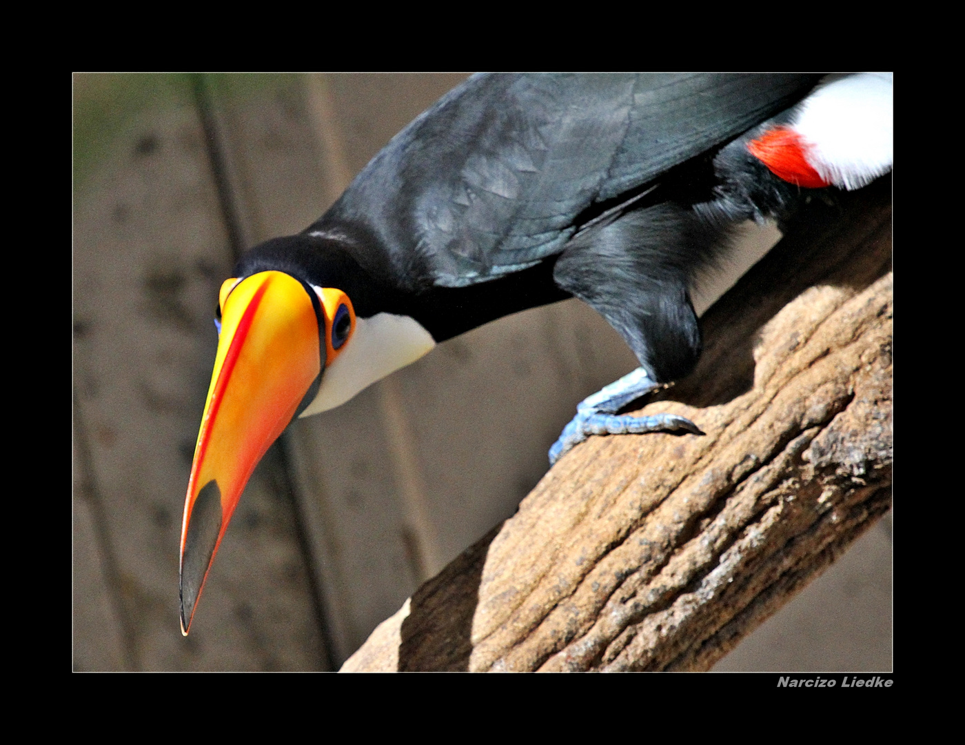 Tucano III