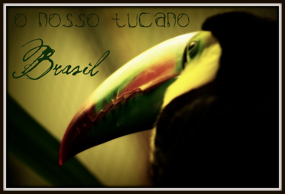 Tucano, um passaro vaidoso.