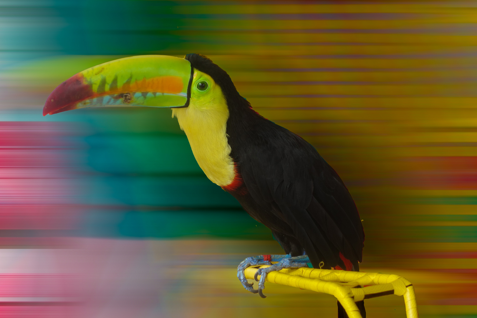 Tucki der Tucan