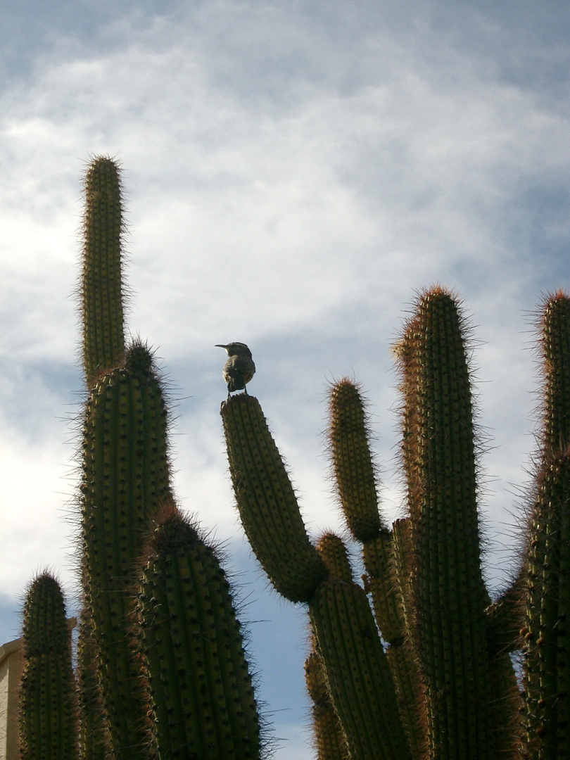 Tucson Bird