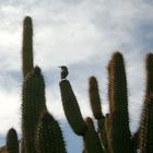 Tucson Bird