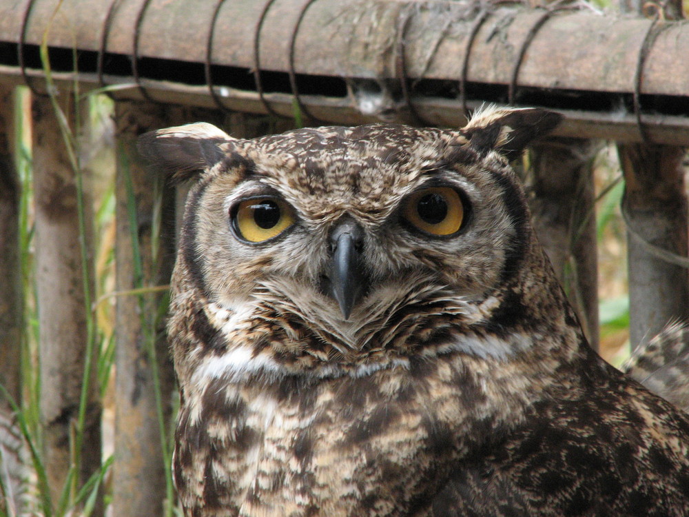 Tucuquere (Bubo magellanicus)