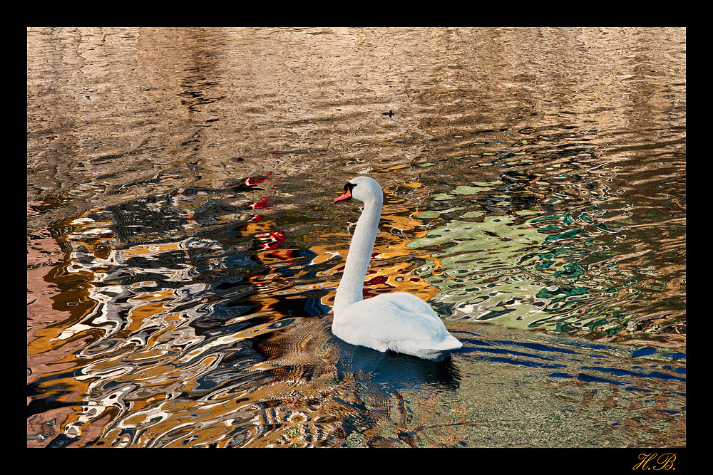 Tübingen - oder: Schwan in Öl