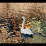 Tübingen - oder: Schwan in Öl