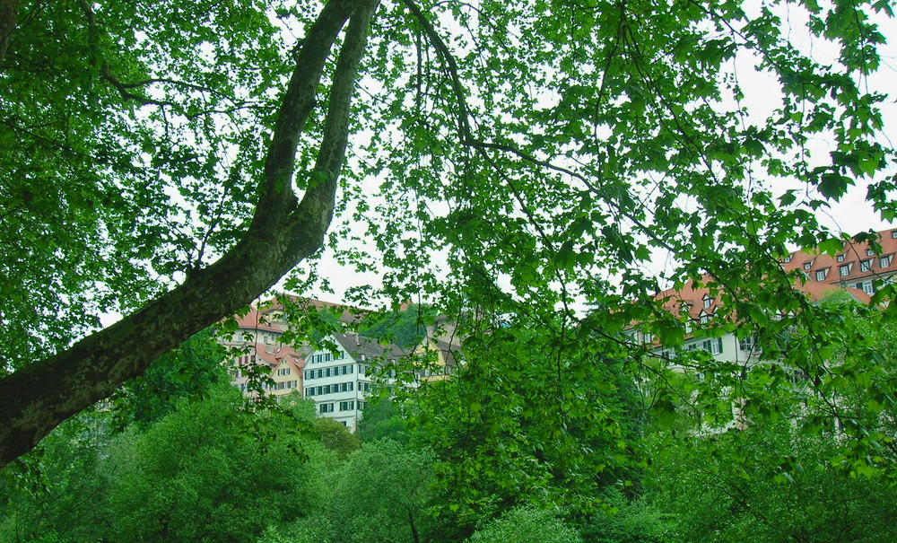 Tübinger Fassaden 'durch die Blume'