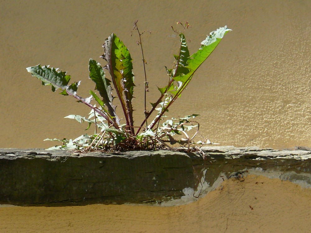 Tübinger Mauerblümchen