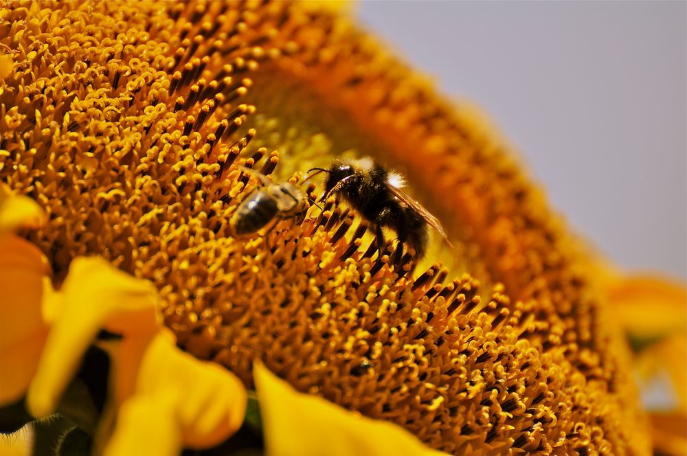 tüchtige bienen