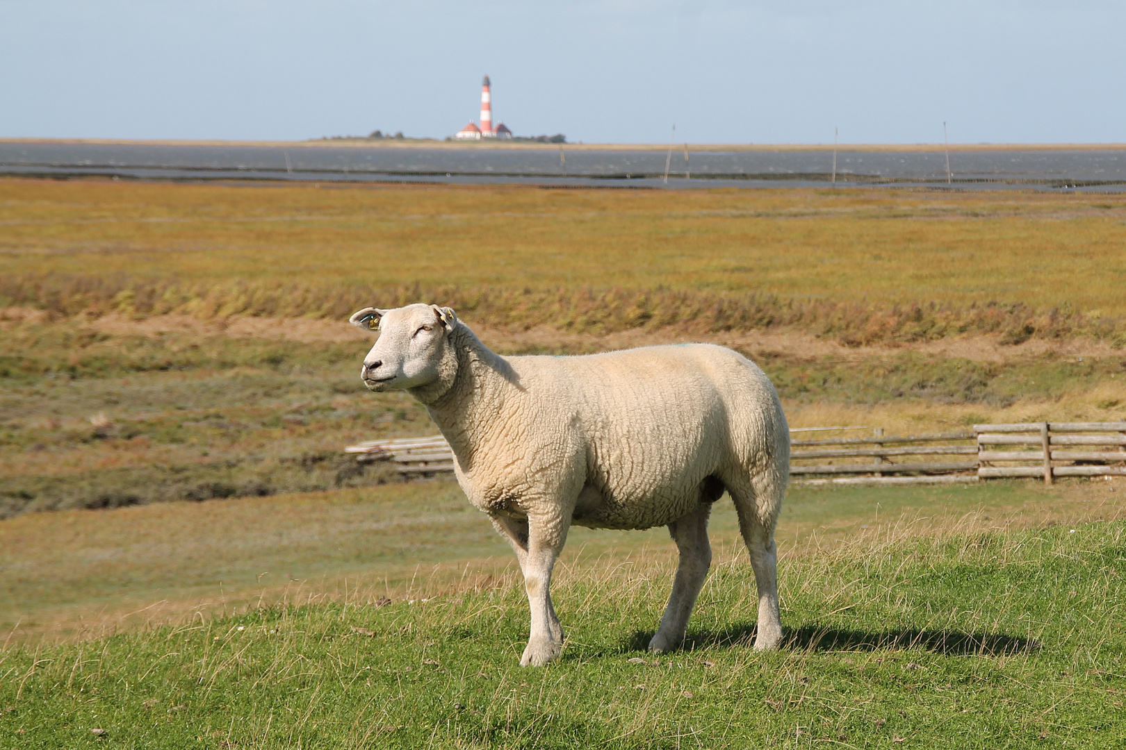 Tümlauer Koog, im Hintergrund der Leuchtturm Westerhever