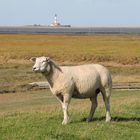 Tümlauer Koog, im Hintergrund der Leuchtturm Westerhever