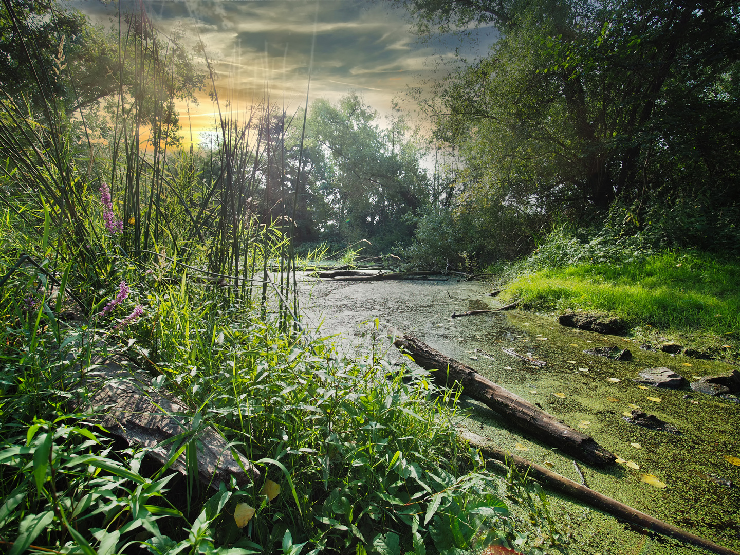 Tümpel am Rhein