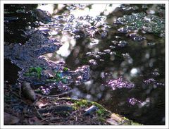 Tümpel am Waldsee bei Lindenberg