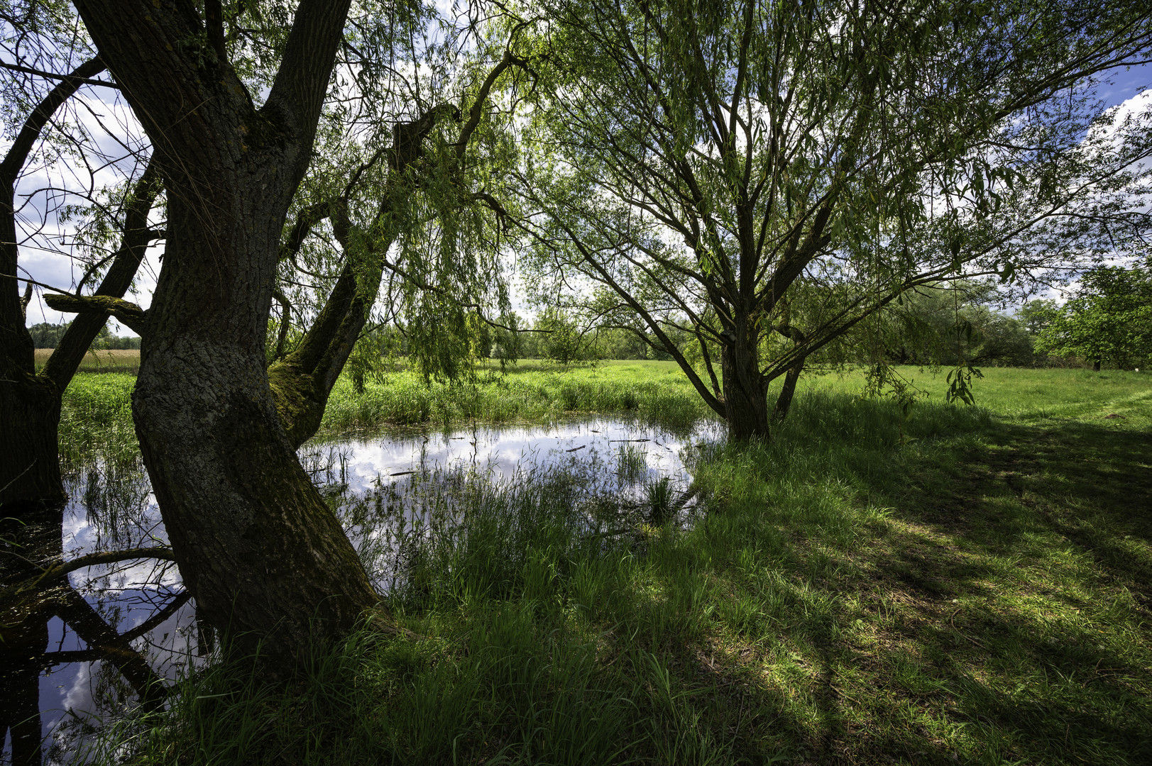 Tümpel am Weg