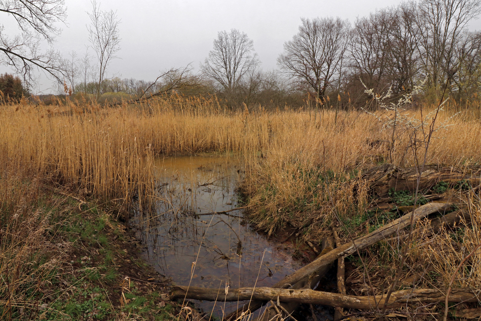 Tümpel auf der Rohrwiese