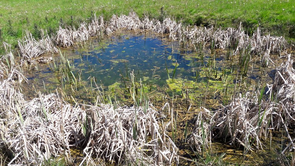 Tümpel auf der Streuobstwiese Foto & Bild outdoor, wiese, frühling
