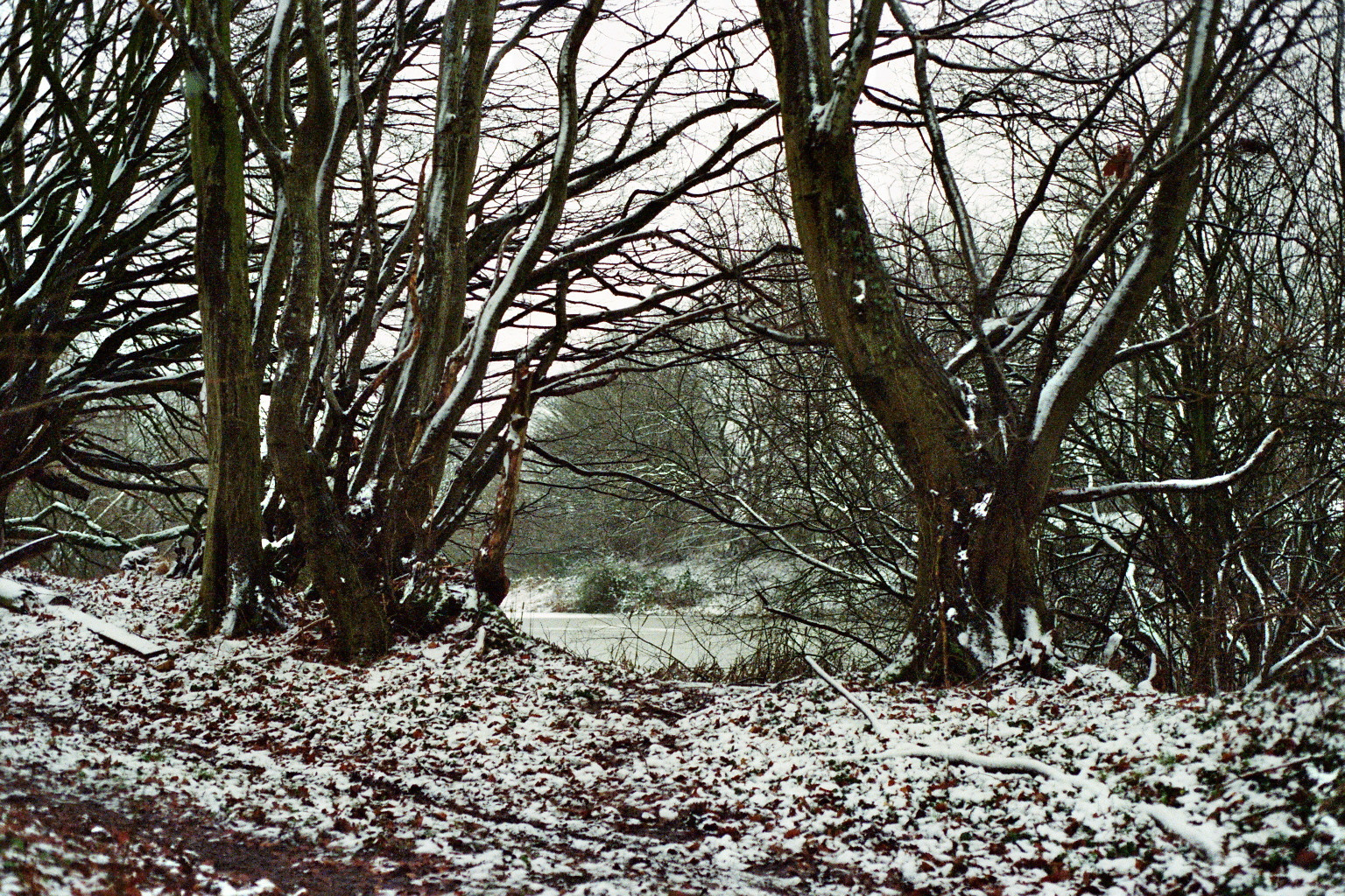 Tümpel bei Schleswig im Winter