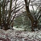 Tümpel bei Schleswig im Winter