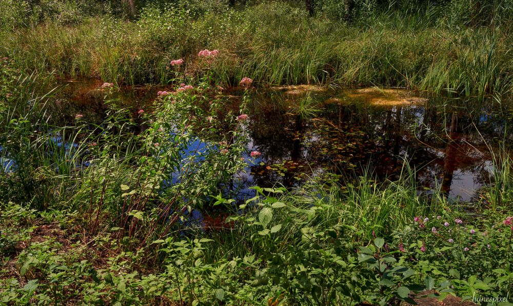Tümpel Foto & Bild landschaft, bach, fluss & see, see, teich & tümpel