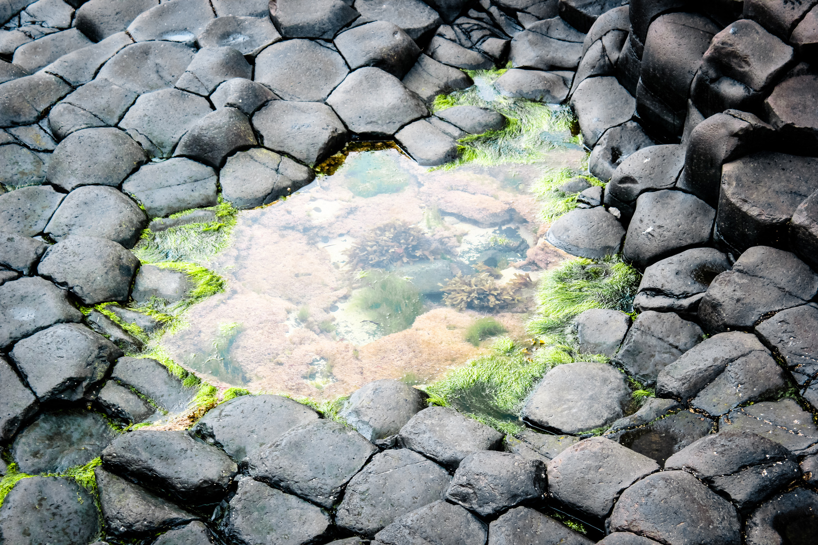 Tümpel (Giant’s Causeway)