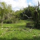 Tümpel im bolivianischen Tiefland