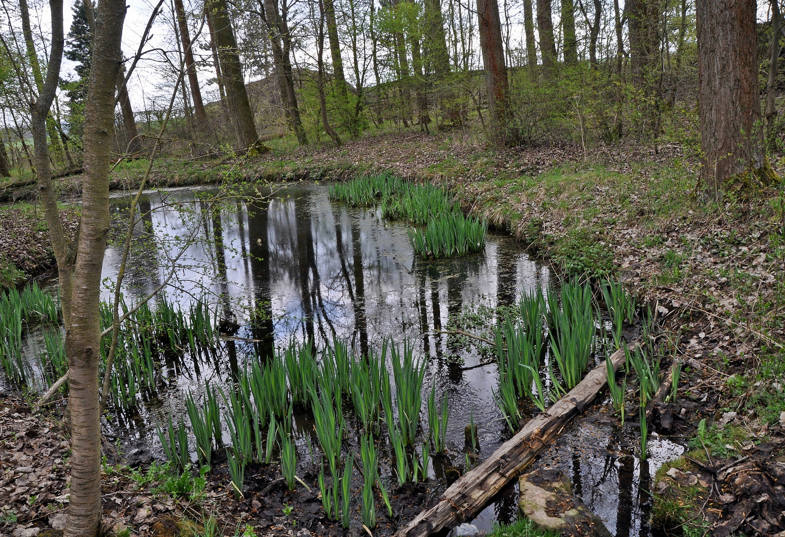 Tümpel im Frühling