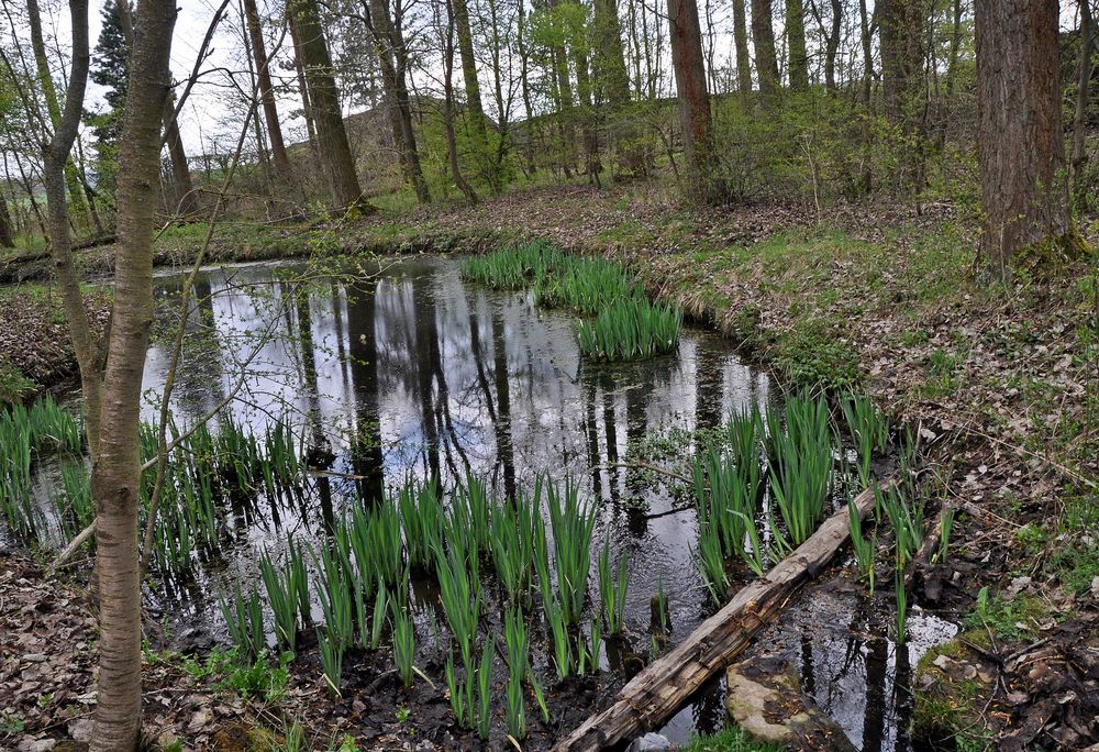 Tümpel im Frühling Foto & Bild landschaft, bach, fluss & see, see