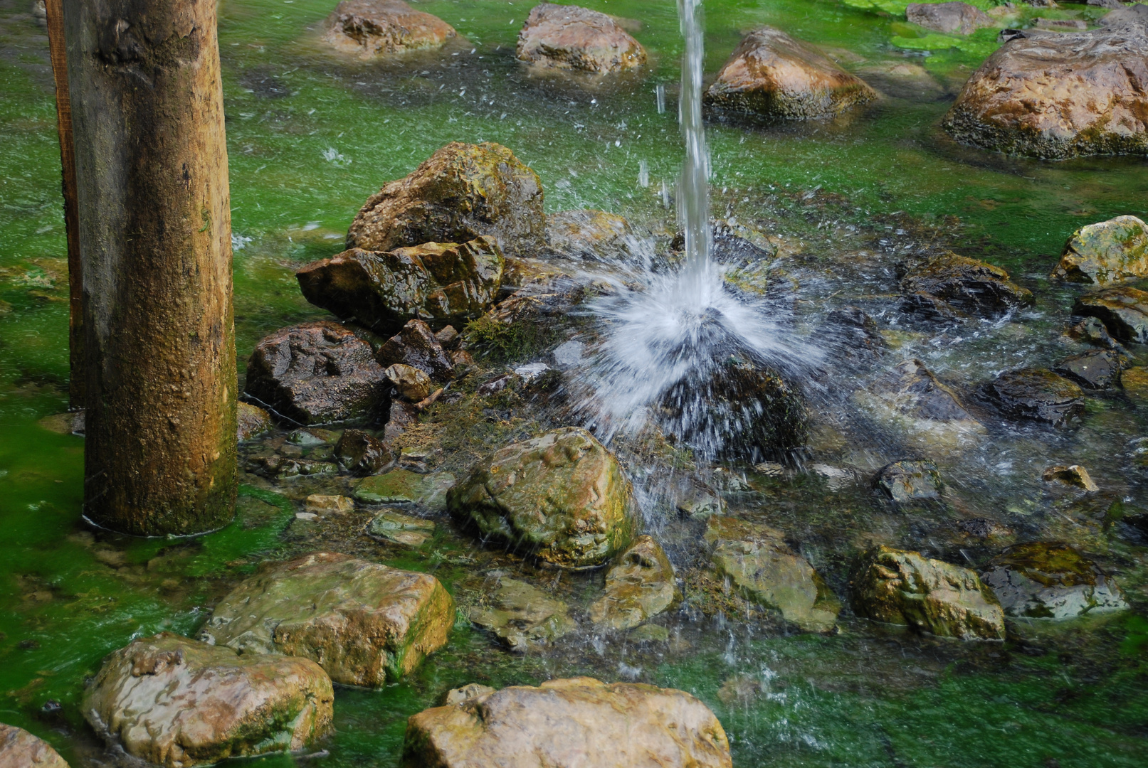 Tümpel im Großen Walsertal