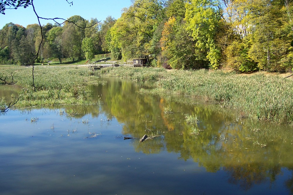 Tümpel im Herbst