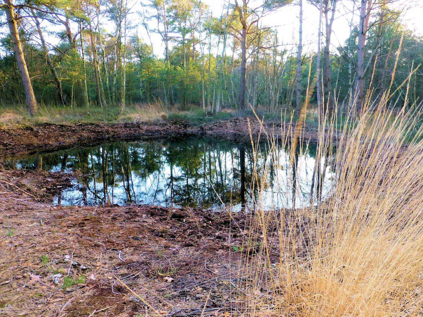 Tümpel im Moor