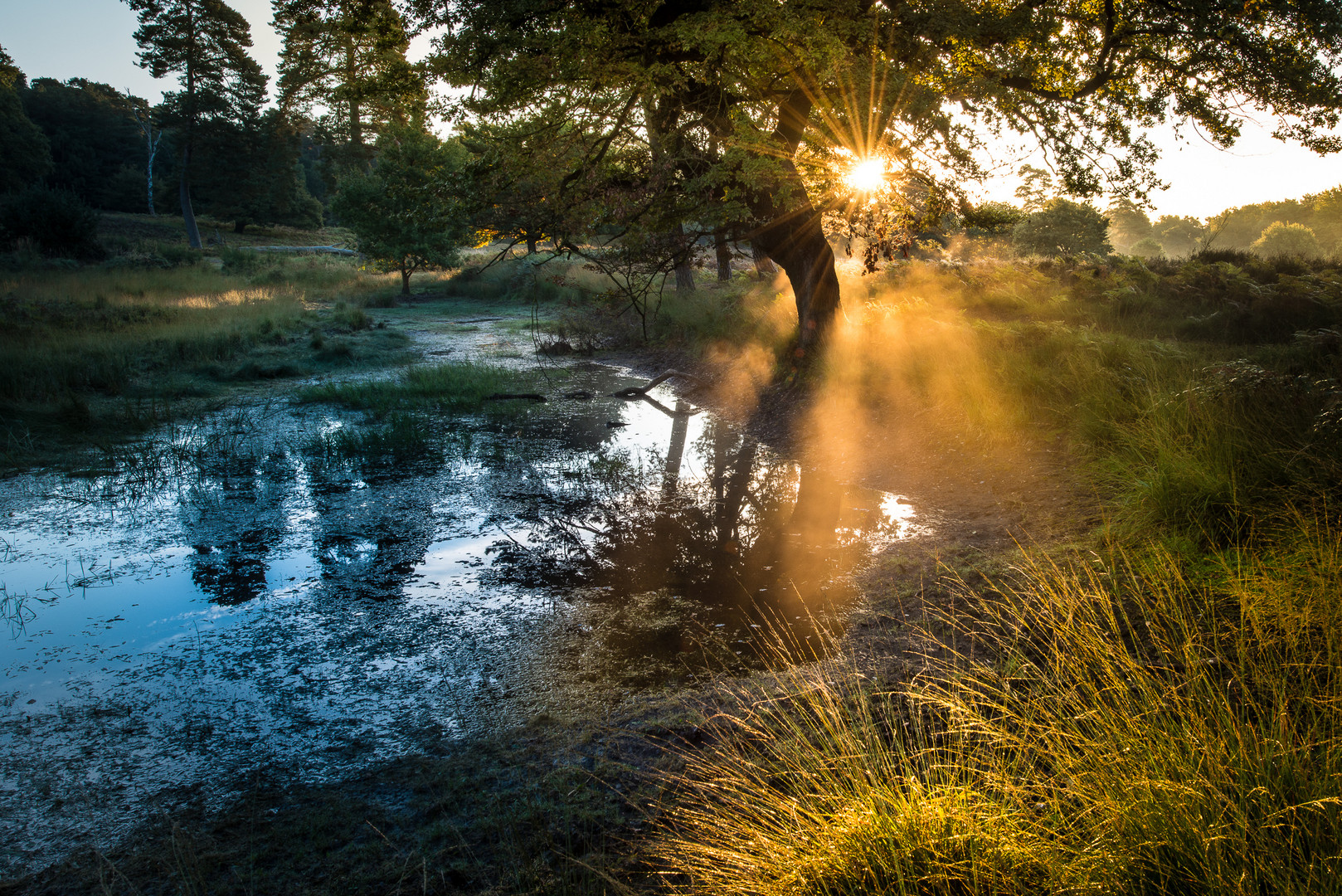 Tümpel im Morgengrauen