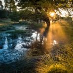 Tümpel im Morgengrauen