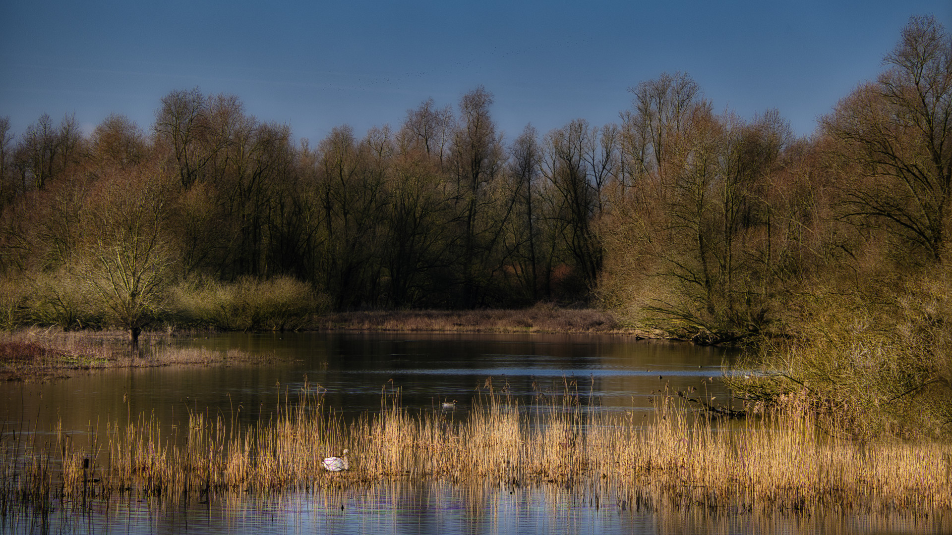 Tümpel im Sonnenlicht 