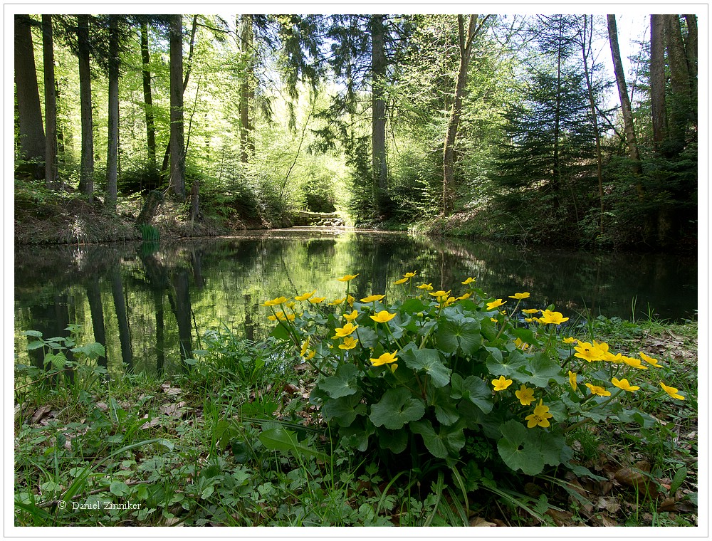 Tümpel im Wald