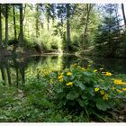 Tümpel im Wald