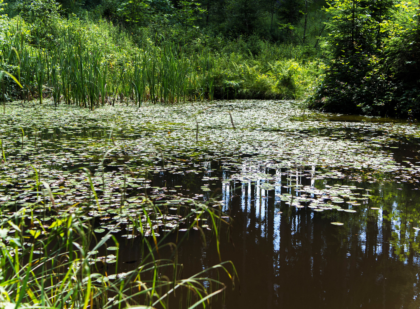 Tümpel im Wald