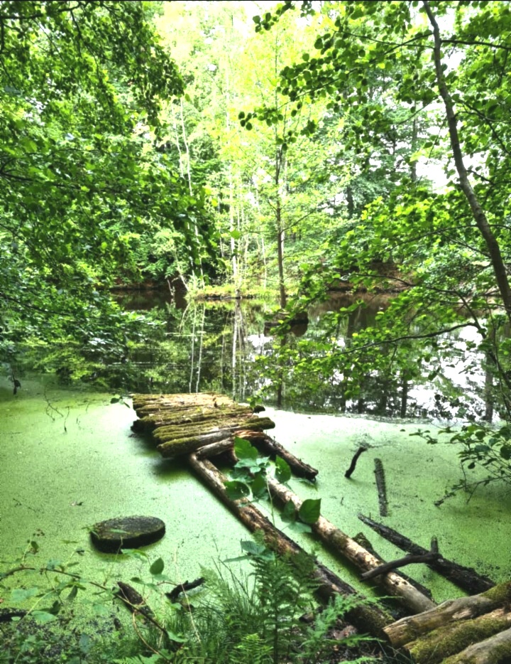 Tümpel im Zauberwald