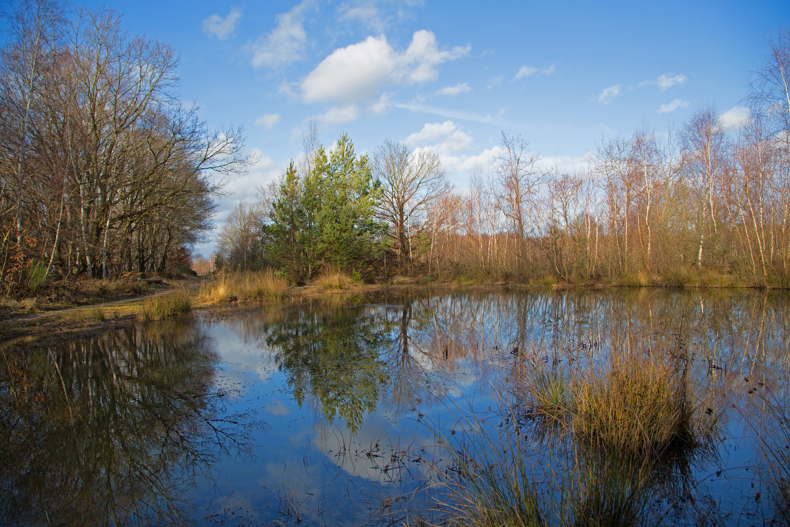 Tümpel in der Drover Heide