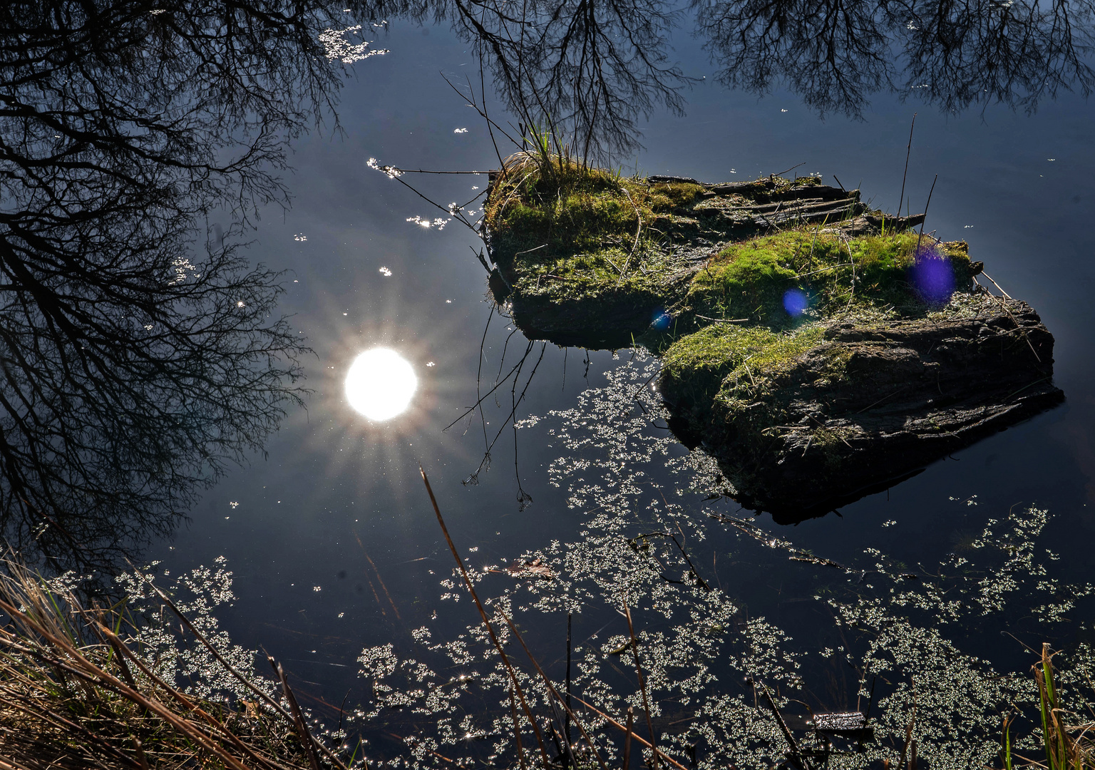 Tümpel in der Frühlingssonne