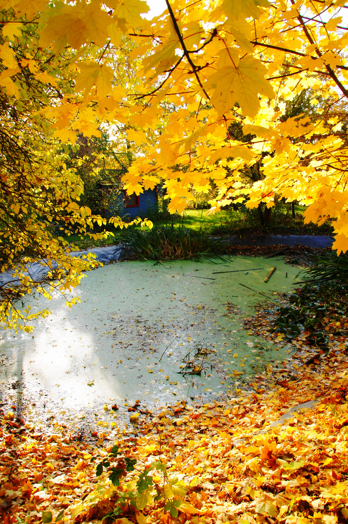 Tümpel in herbstlichem Laub