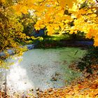 Tümpel in herbstlichem Laub