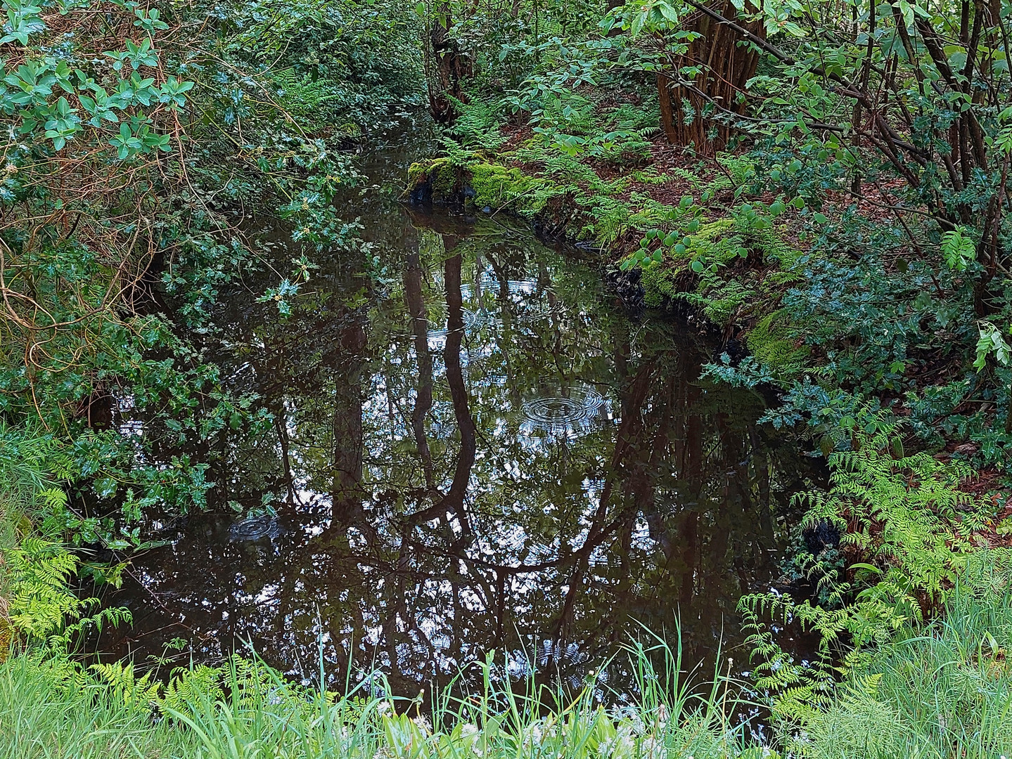 Tümpel nach der Schauer