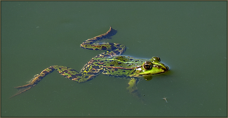 Tümpelfrosch