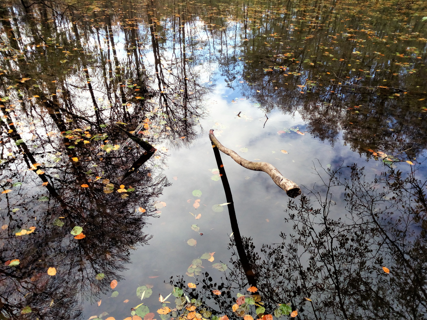 Tümpelspiegelungen - Spiegeltag 24.11. 2020