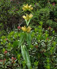 Tüpfel-Enzian (Gentiana punctata)