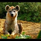 Tüpfel-Hyäne