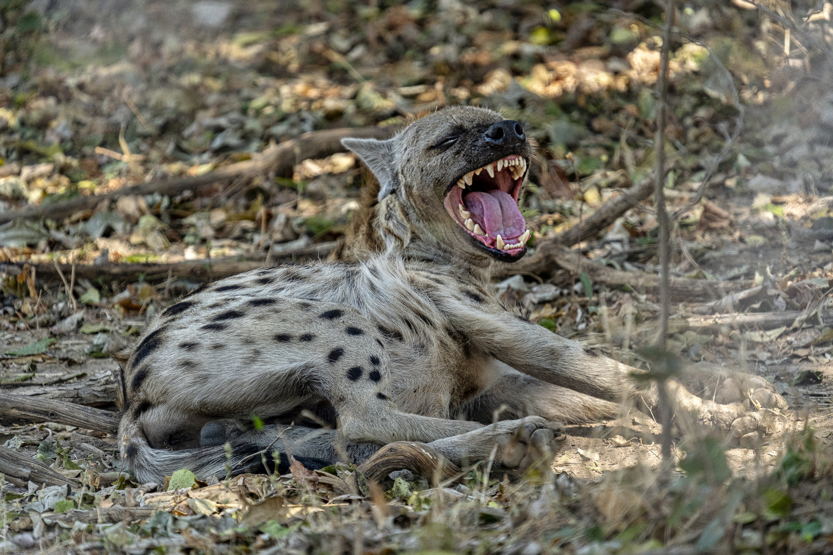 Tüpfelhyäne 02, Sambia; South Luangwa; Nsefu-Sektor, 2019.09.12.