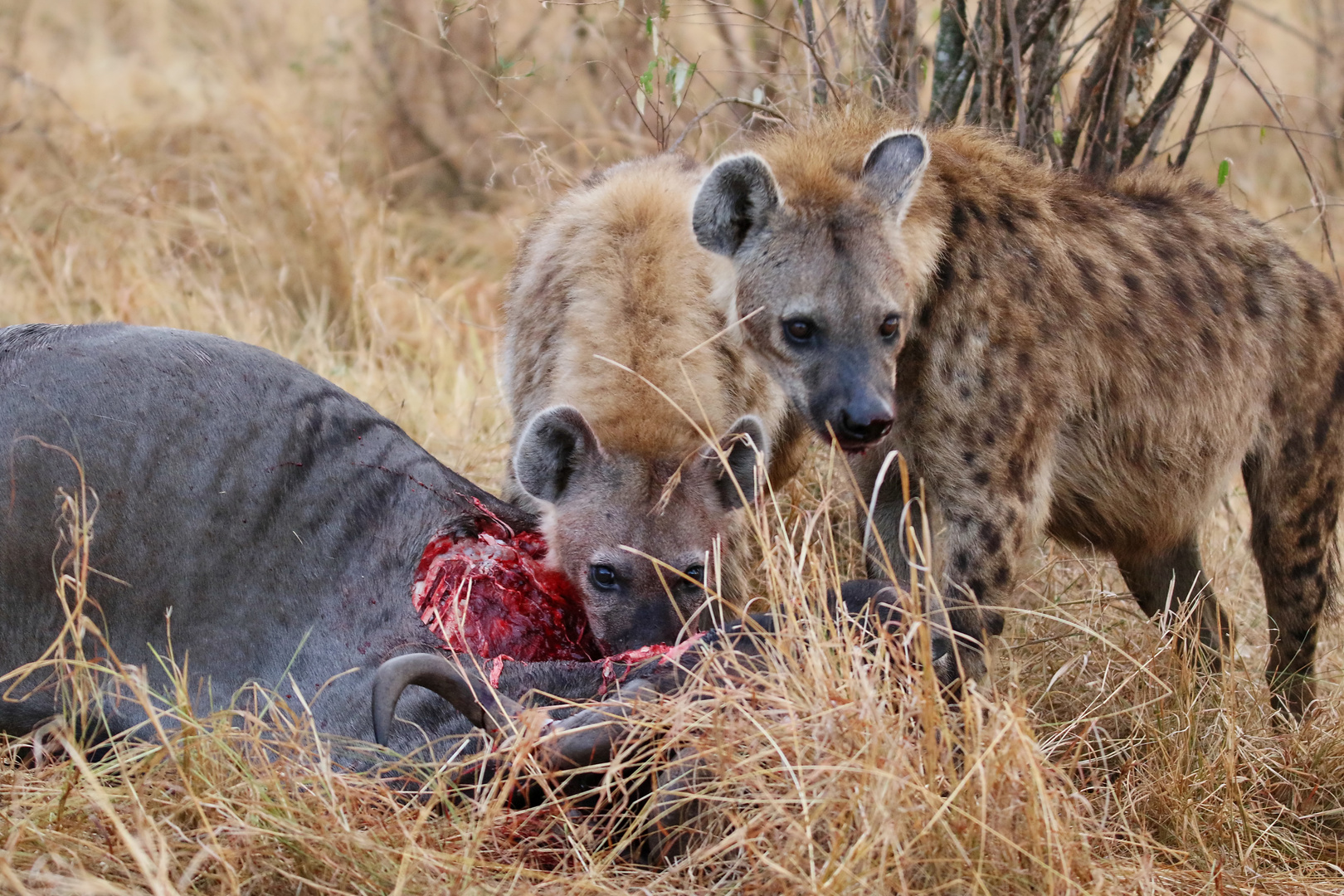 Tüpfelhyäne..... Foto & Bild natur, tiere, wildlife Bilder auf