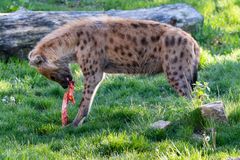 Tüpfelhyäne beim Abendessen