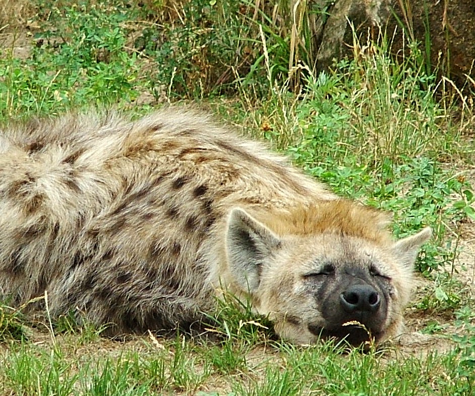 Tüpfelhyäne, FinePix S7000, Tierpark Friedrichsfelde