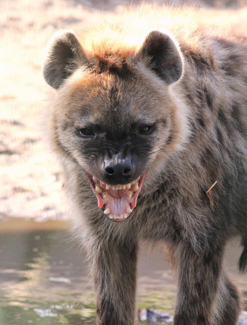 Tüpfelhyäne (Fleckenhyäne) ZieZoo Volkel